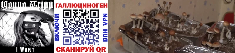 Псилоцибиновые грибы Cubensis Пушкино